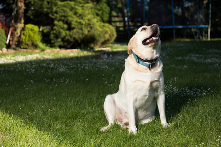Dog, Labrador Retrieverの写真素材