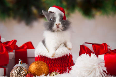 Rabbit, bunny, Gift boxes with red ribbon on Christmas backgroundの写真素材
