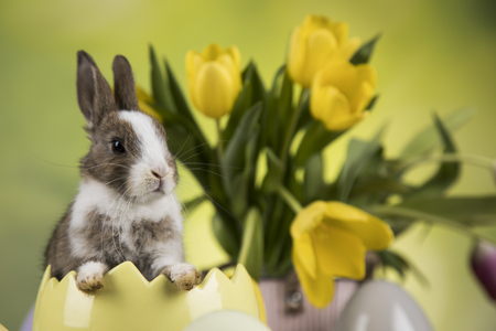 Easter holiday, with eggs, flowers and bunnyの写真素材