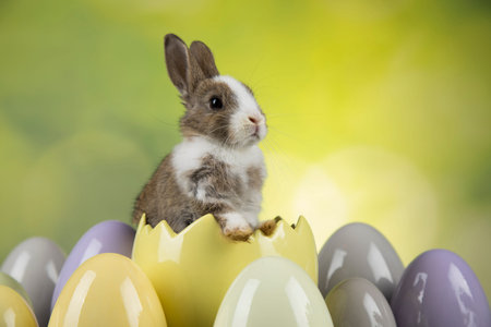 Bunny, rabbit and easter eggs on green background