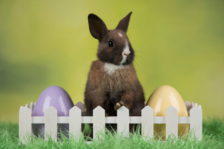 Happy easter, Baby bunny, rabbit and egg on green background