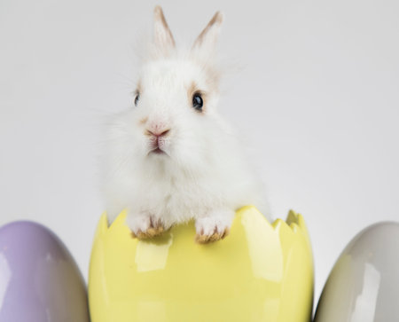 Easter animal holiday, and eggs white background