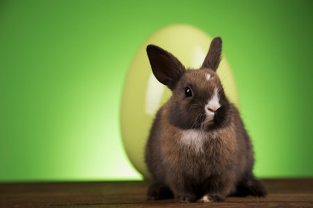 Little cute baby rabbit and easter eggs