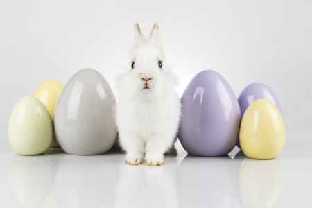 Easter animal holiday, and eggs white backgroundの写真素材