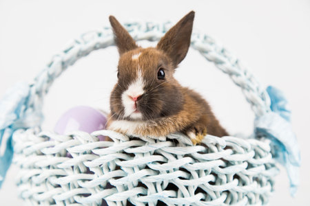 Little Bunny with basket background