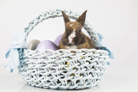 Little Bunny with basket backgroundの写真素材