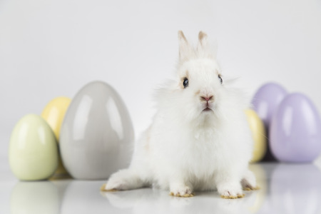 Happy easter, Baby bunny, rabbit and white backgroundの写真素材