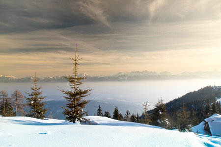 Winter landscape in the snowy wood
