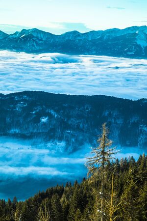 Winter trees in mountains, nature landscapeの写真素材