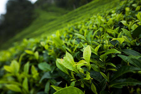 Field tea asia, sri lankaの写真素材