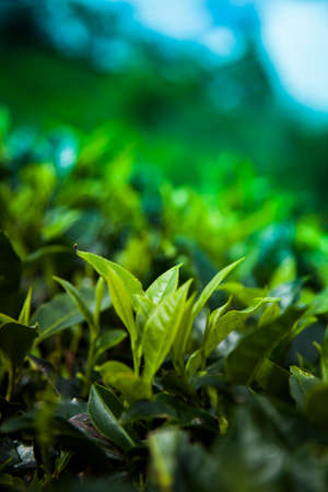 Asia, Sri Lanka. Beautiful fresh green tea plantationの写真素材