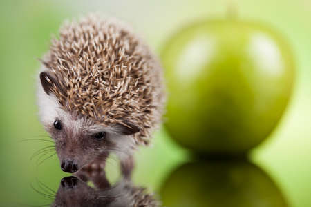 Hedgehog with apple, Autumnal animalの写真素材