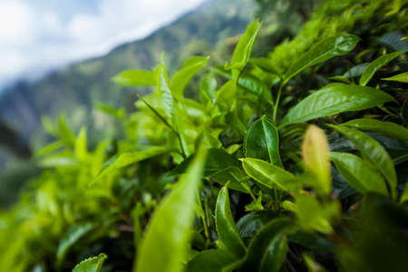 Fresh green tea plantation at Sri lankaの写真素材