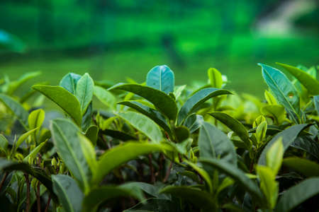 Close up of fresh tea leavesの写真素材