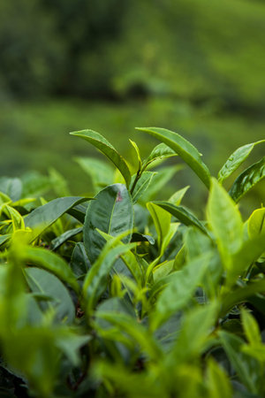 Fresh green tea plantation at Sri lanka