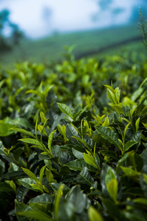 Fresh green tea plantation at Sri lanka