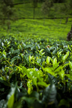 Fresh green tea plantation at Sri lankaの写真素材