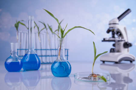Chemical laboratory glassware, Genetically modified plantの写真素材
