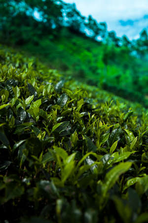 Fresh green tea plantation at Sri lankaの写真素材