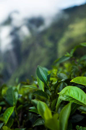 Fresh green tea plantation at Sri lankaの写真素材