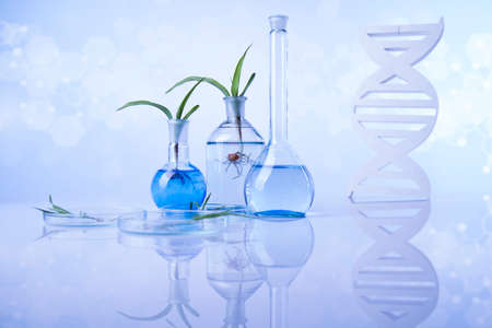 Plant laboratory experimental, Chemical glasswareの写真素材