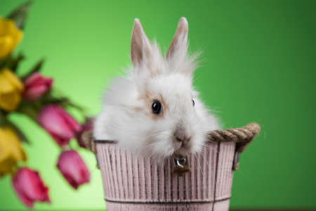 Spring baby bunny, happy easter backgroundの写真素材