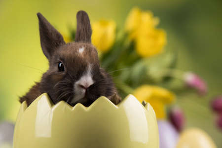 Little bunny, happy easter backgroundの写真素材