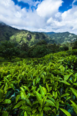 Sri lanka, Asia, Beautiful fresh green tea plantationの写真素材