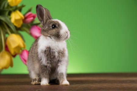 Spring baby bunny, happy easter backgroundの写真素材