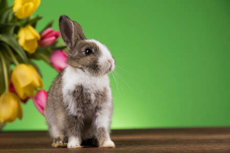 Spring baby bunny, happy easter backgroundの写真素材