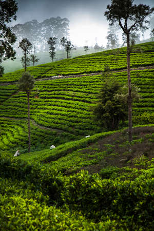 Sri lanka, Asia, Beautiful fresh green tea plantationの写真素材