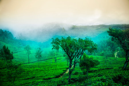 Asia, Sri Lanka. Beautiful fresh green tea plantation