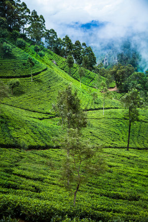 Asia, Sri Lanka. Beautiful fresh green tea plantation