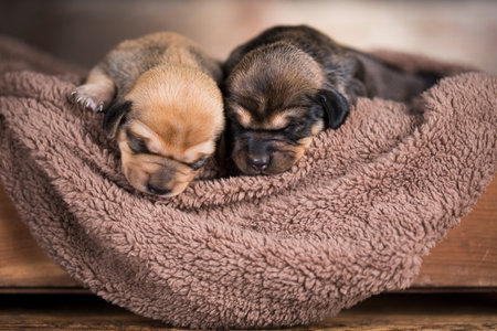 Cute little chihuahua puppies on a soft blanket.の写真素材