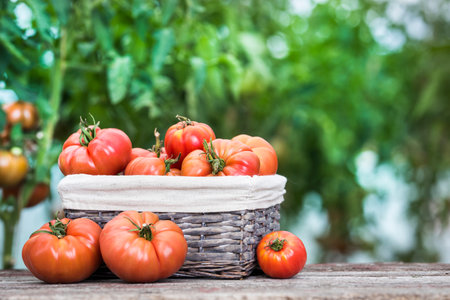 Ripe tomatoes in a basket on a wooden table in the gardenの写真素材