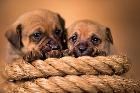 Two puppies with a rope on a brown background. Close-up.
