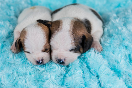 Two cute Chihuahua puppies sleeping on a blue blanket.の写真素材