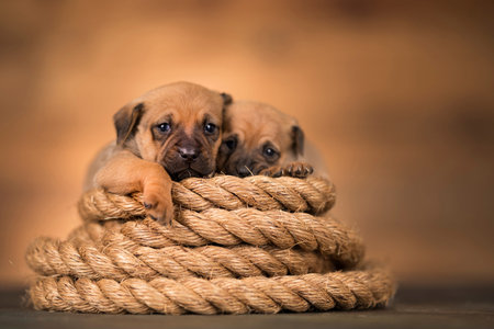 Two cute puppies with a rope on a wooden background, studio shot
