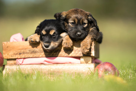 Adorable puppies playing in the garden on a sunny summer day.の写真素材