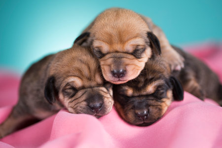 Newborn puppies on a pink background. Shallow depth of field.の写真素材