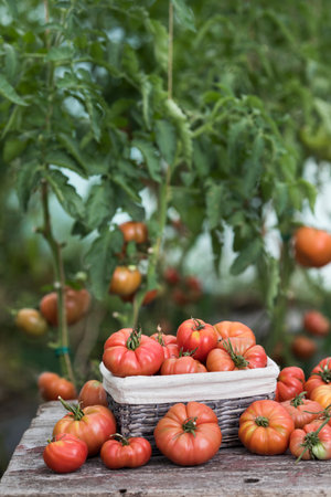 Tomatoes in a basket on a wooden table in a greenhouse.の写真素材