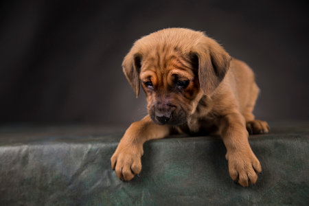 Studio shot of an adorable Rhodesian Ridgeback puppy on a black background.の写真素材