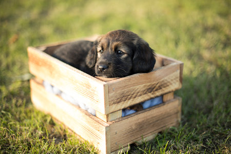 Little dachshund puppy in a wooden box on the grassの写真素材