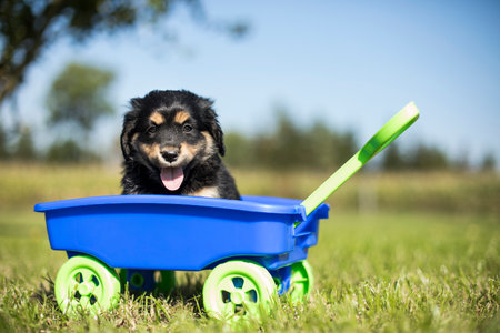 Cute border collie puppy playing in a wagon on the grassの写真素材
