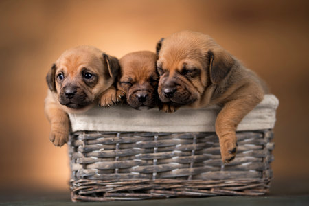Three cute puppies of Rhodesian Ridgeback in a wicker basketの写真素材