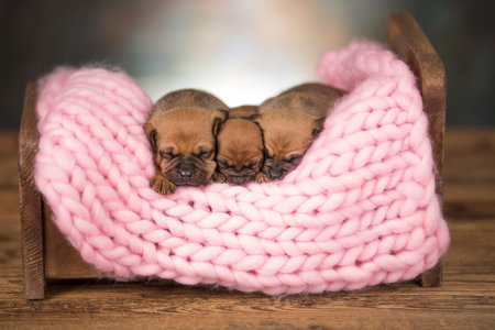 Newborn puppies in a pink knitted basket on a wooden backgroundの写真素材