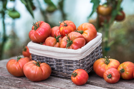 Ripe red tomatoes in a basket on a wooden table in the gardenの写真素材
