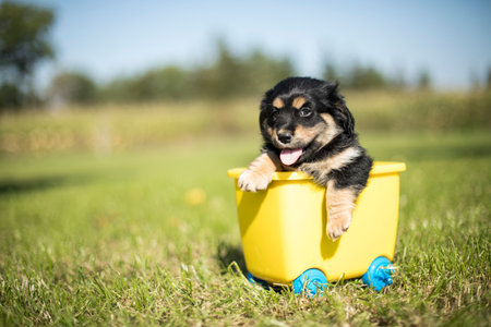 Cute puppy of Lapphund in a yellow bucket.の写真素材