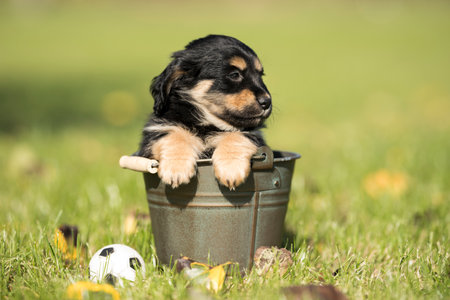Adorable Australian Shepherd puppy playing in the garden on a sunny day.の写真素材
