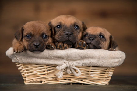 Three puppies of breed Rhodesian Ridgeback in a basket on a wooden backgroundの写真素材